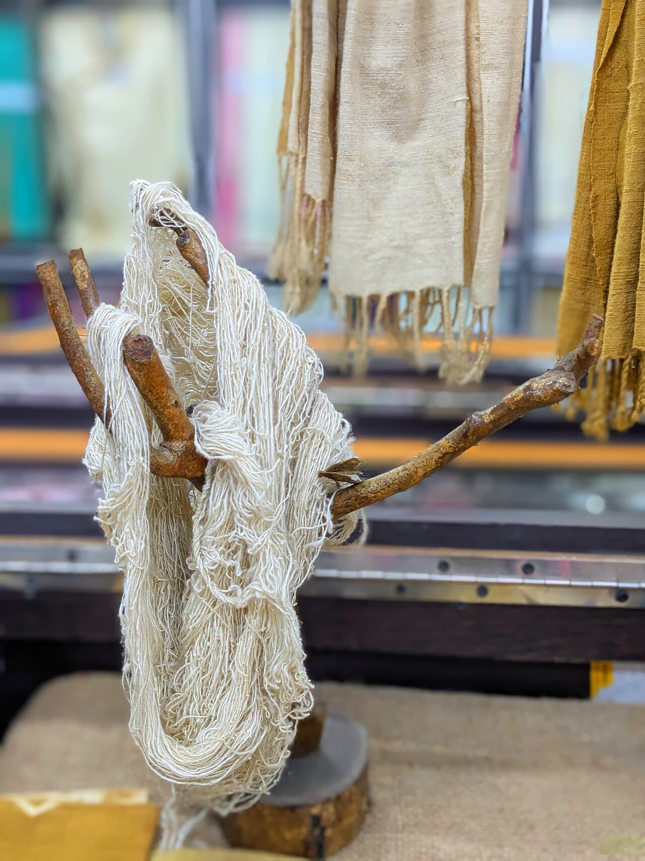cotton plant fiber (foto: পাপৰি বৰা / CC BY-SA 4.0, Wikimedia Commons)
