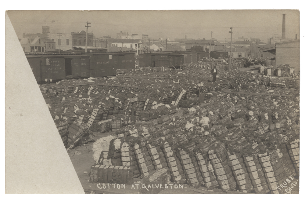 cotton plant fiber (foto: SMU Central University Libraries / No restrictions, Wikimedia Commons)