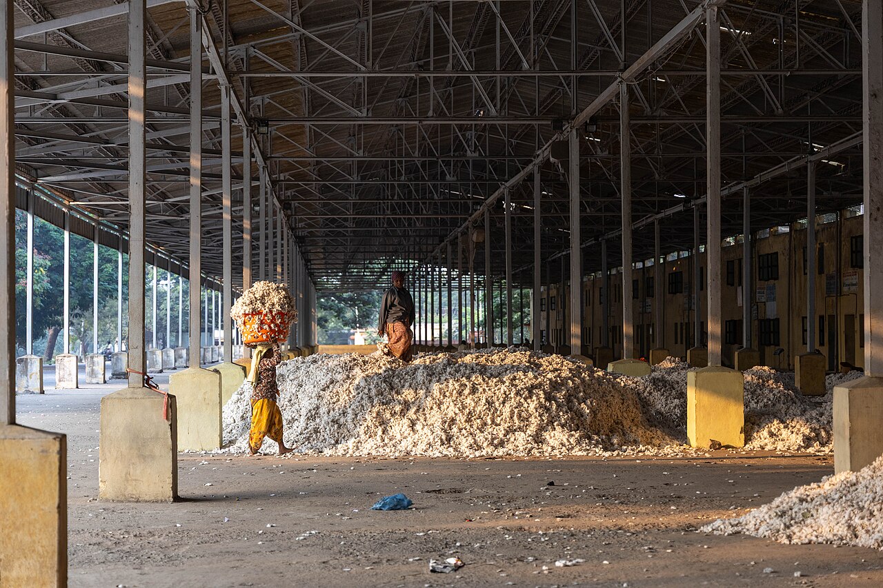 cotton plant fiber (foto: Nanditha Gogate, WELL Labs / CC BY-SA 4.0, Wikimedia Commons)