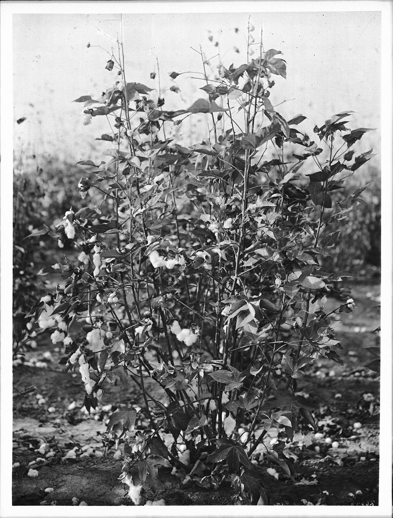 cotton plant fiber (foto: Unknown authorUnknown author / Public domain, Wikimedia Commons)