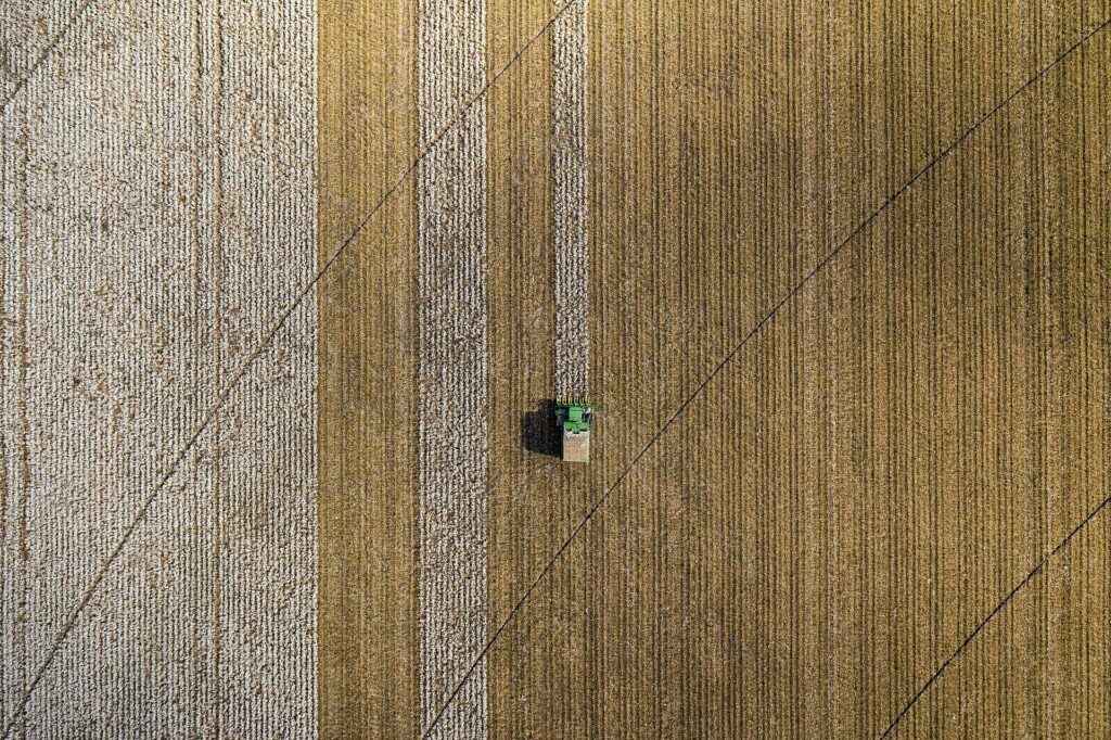 Campo di cotone maturo con capsule aperte e fibra bianca pronta per la raccolta